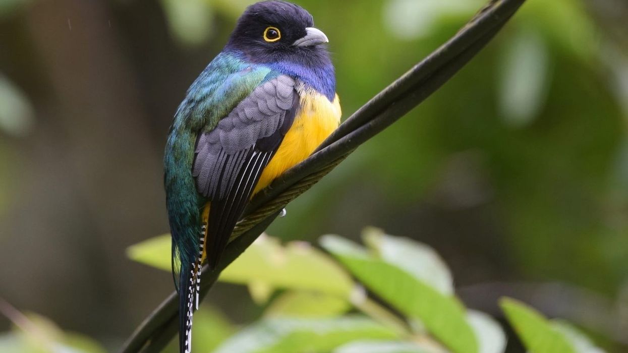 Here are some fascinating facts about trogon birds that you will love!
