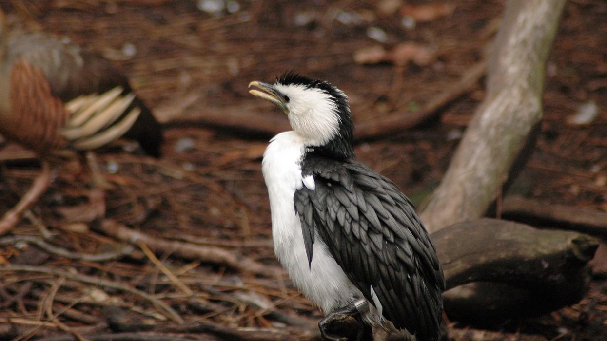 Here are some fascinating little pied cormorant facts for you.