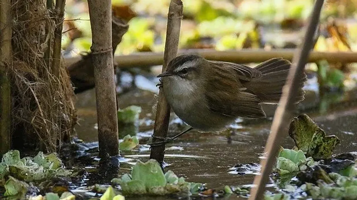 Here are some fascinating moustached warbler facts.