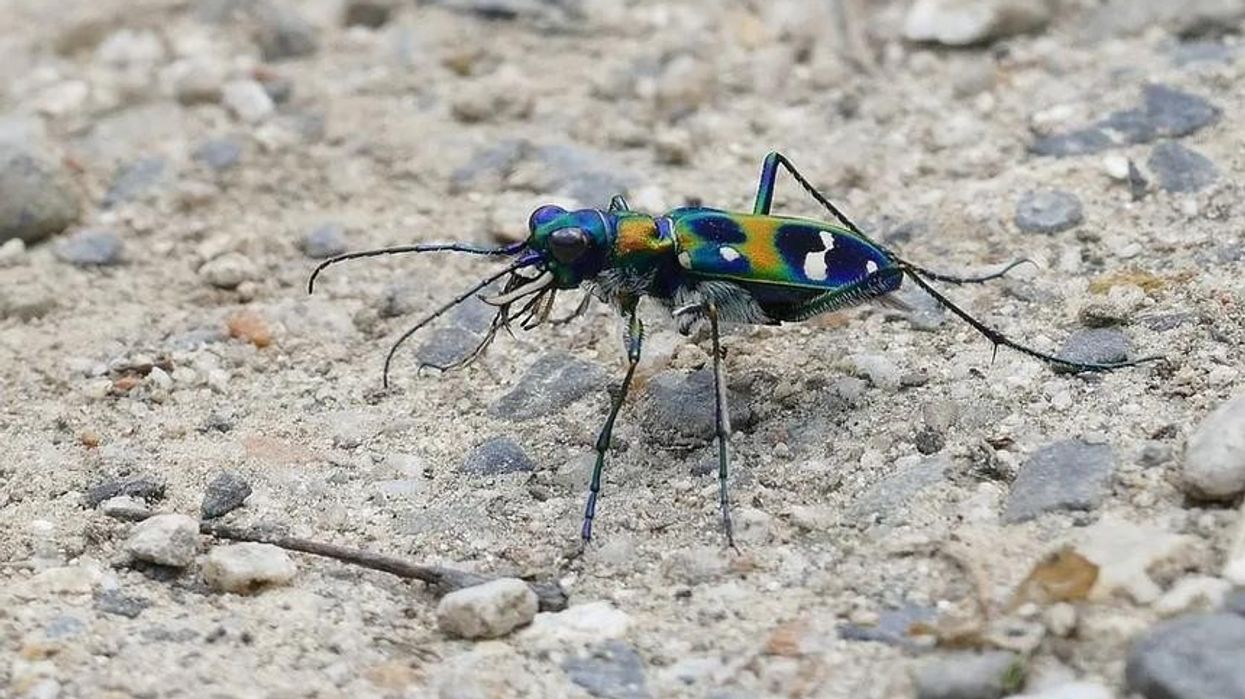 Here are some fascinating Tiger Beetle facts.