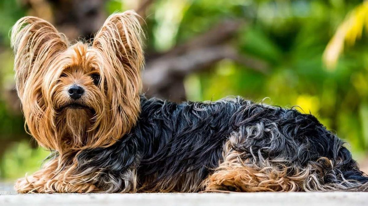 Here are some fascinating Yorkshire Terrier facts about this adorable canine.