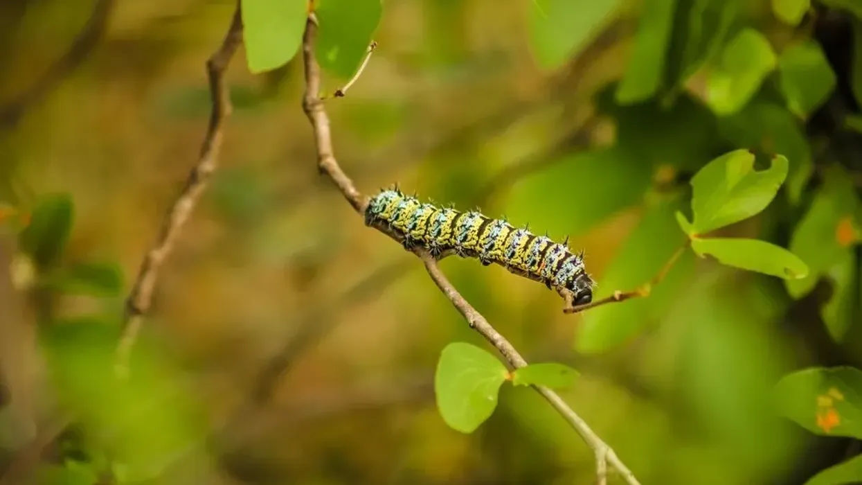 Here are some fun and interesting mopane worm facts!