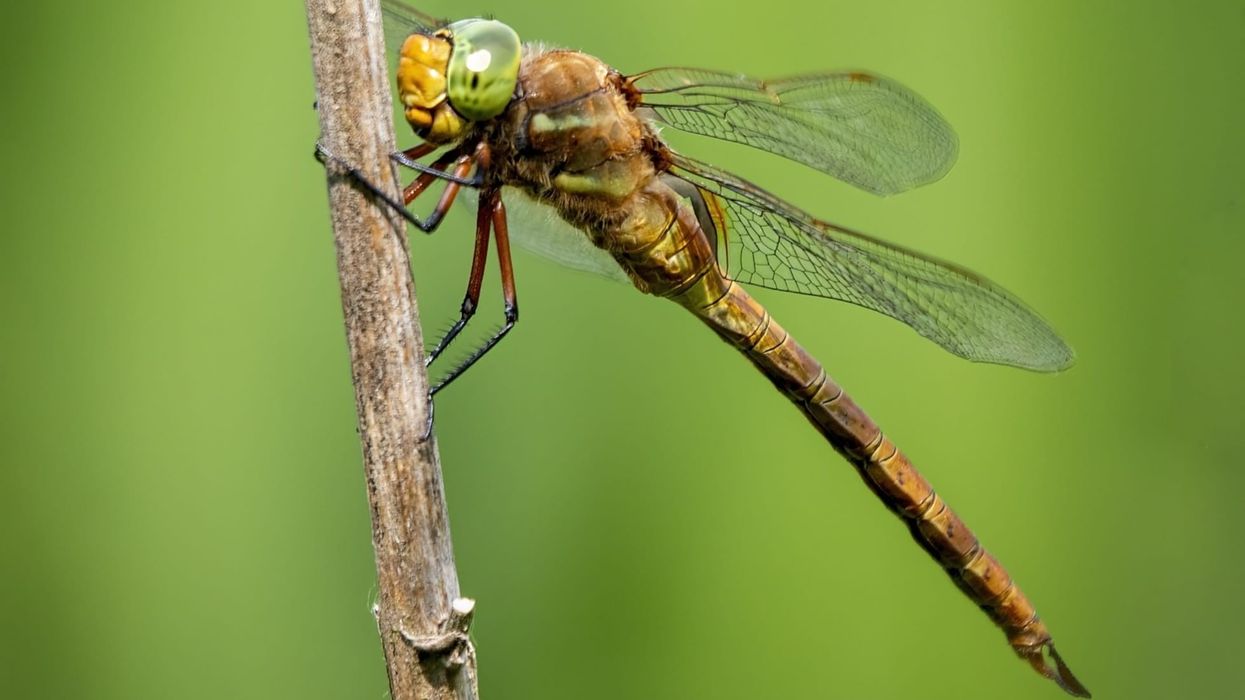 Here are some Fun Facts about the Norfolk hawker dragonfly!