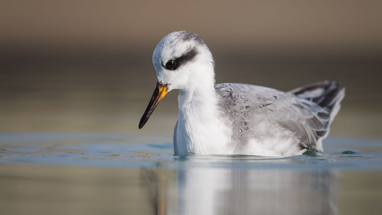 Here are some fun facts about the Phalarope!