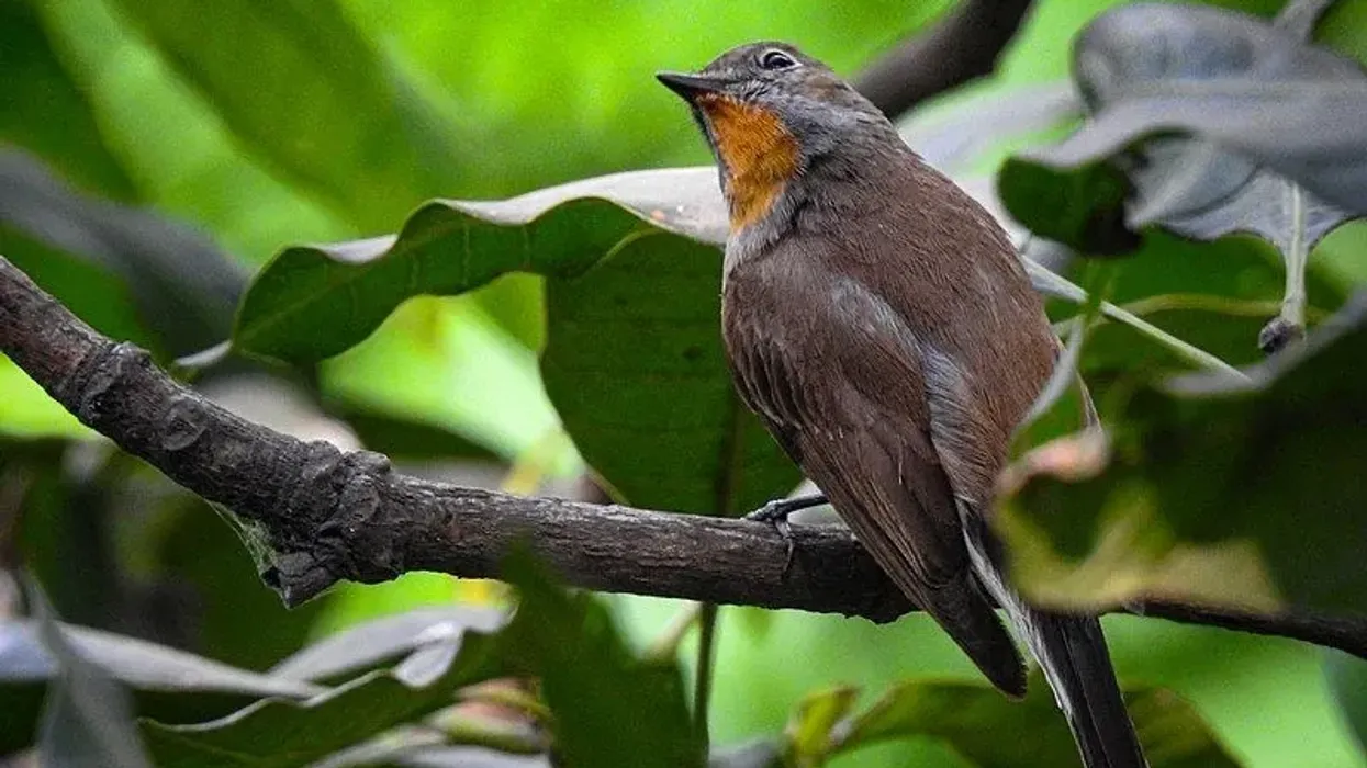 Here are some fun facts about the Taiga flycatcher!
