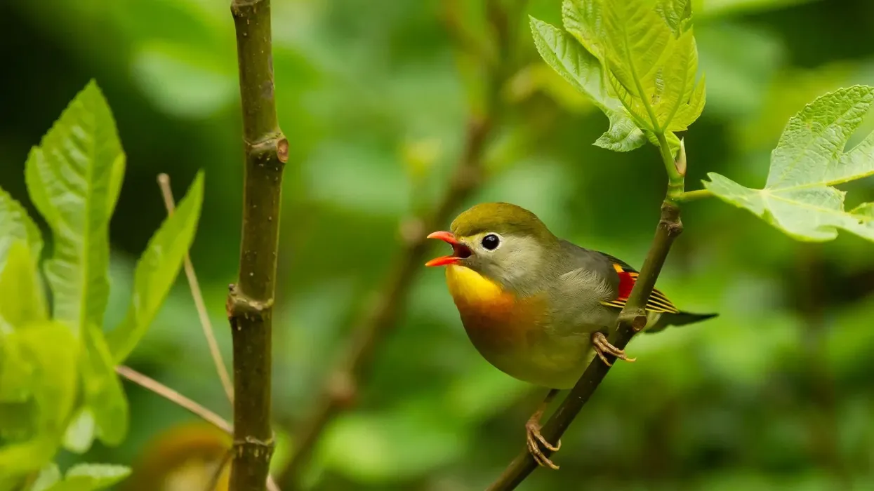 Here are some fun Pekin robin facts that you must check out and share with your friends too!