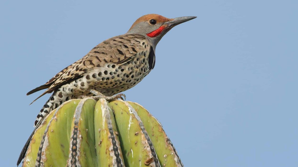 Here are some Gila woodpecker facts of interest