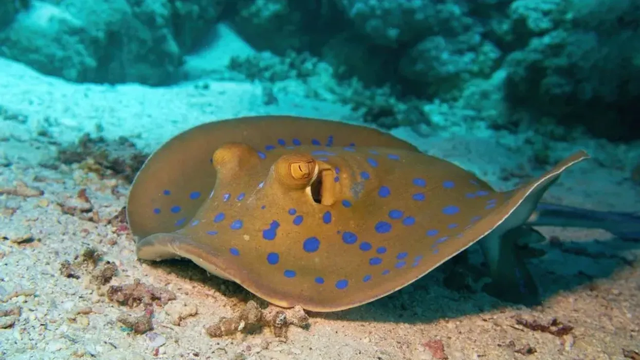 Here are some great bluespotted ribbontail ray facts that will captivate you!
