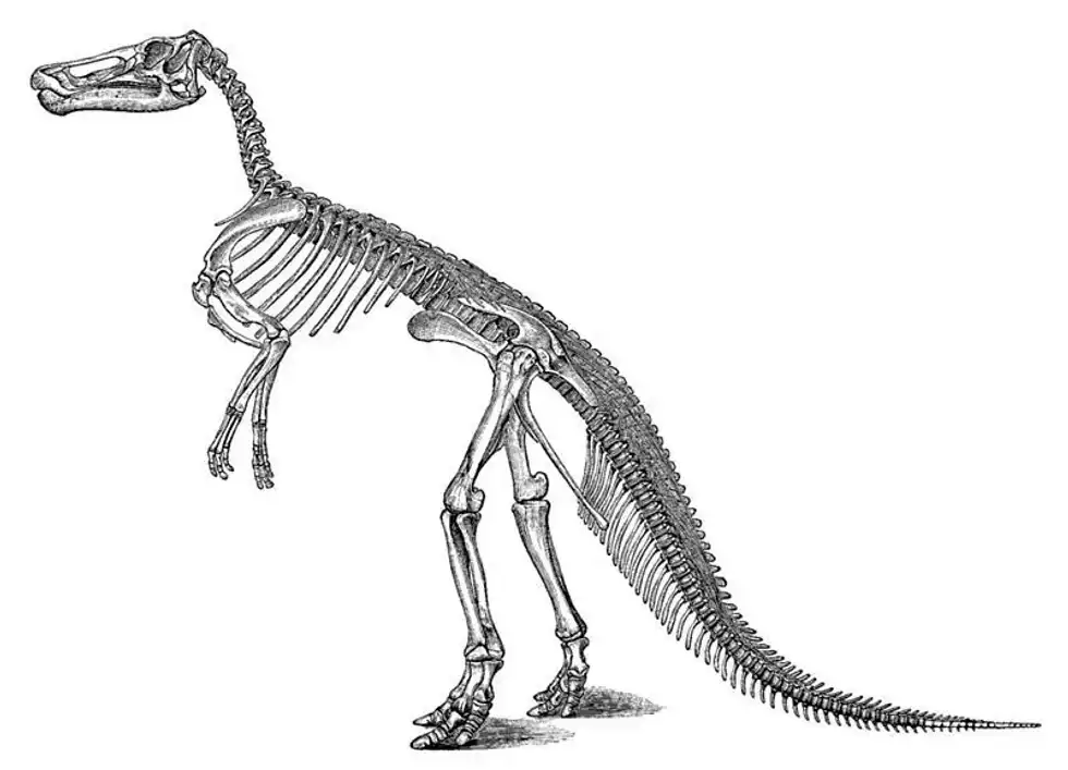 Here are some great Claosaurus facts that you will love!