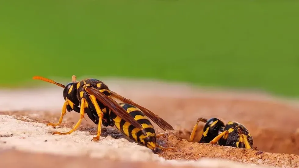 Here are some great ground wasp nest identification facts to help you get rid of these dangerous yellow pests!