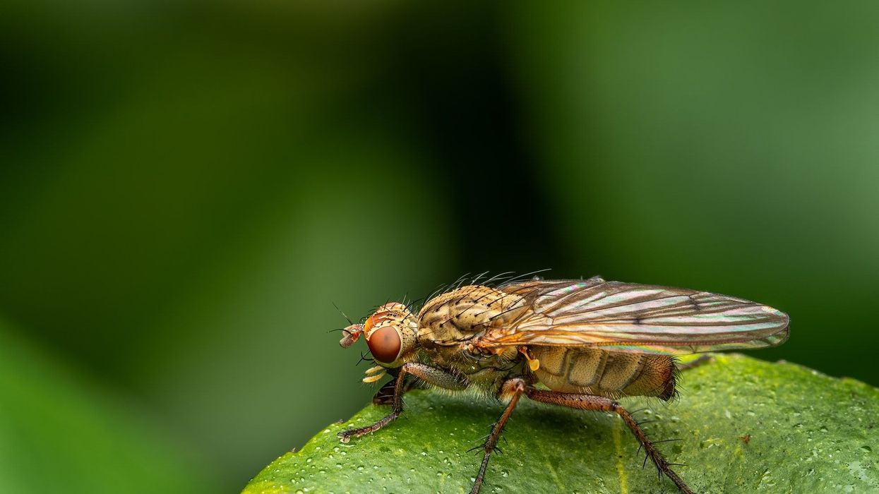 Here are some great kelp fly facts that you will love.