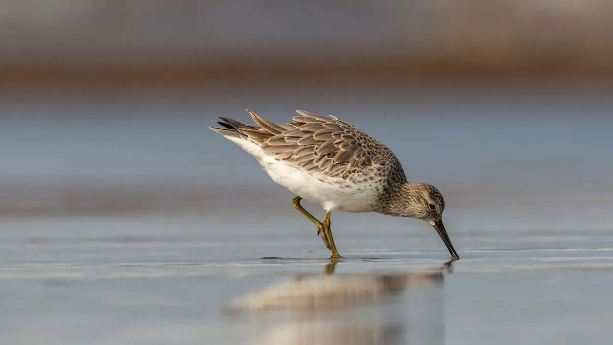 Here are some great knot facts to discover.