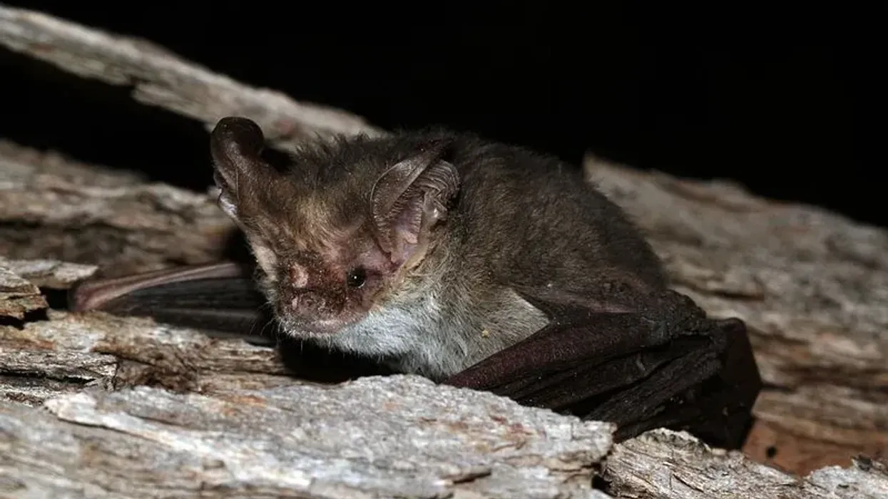 Here are some great lesser long-eared bat facts which you will love.