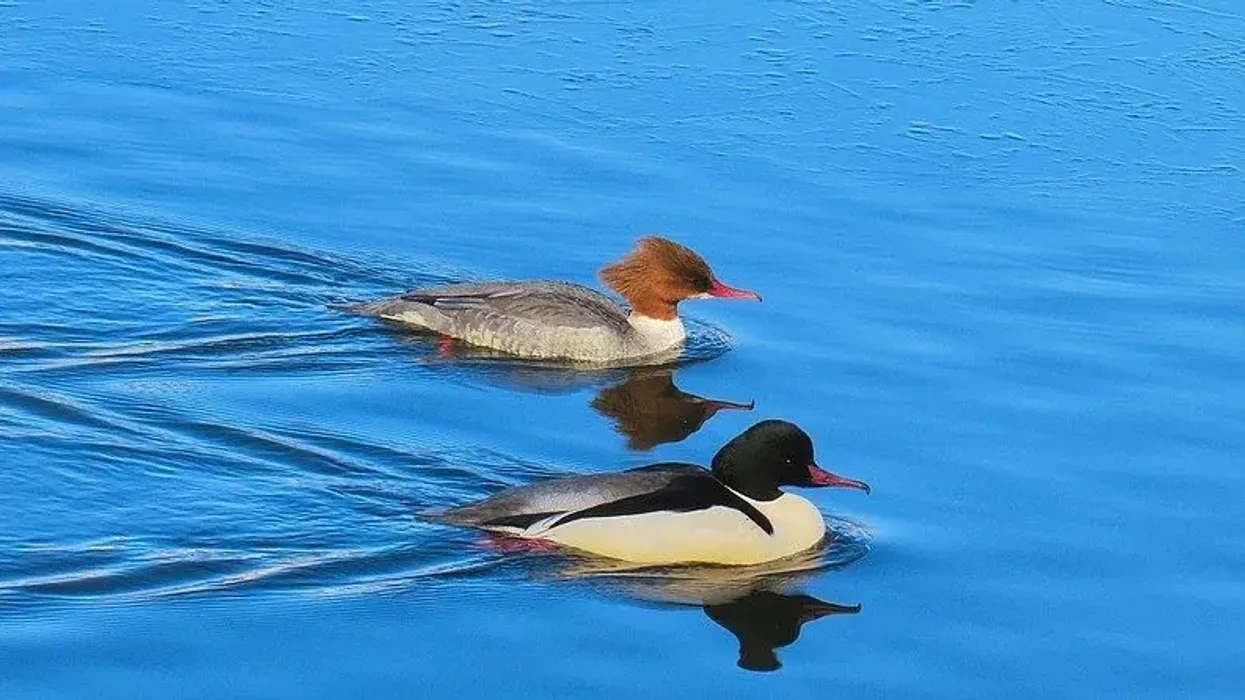 Here are some great merganser duck facts which you are sure to love!