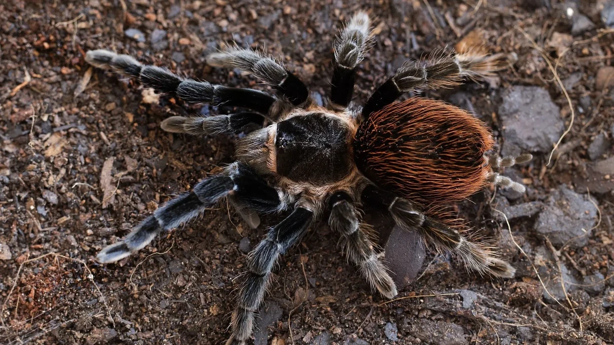 Fun Red Rump Tarantula Facts For Kids | Kidadl