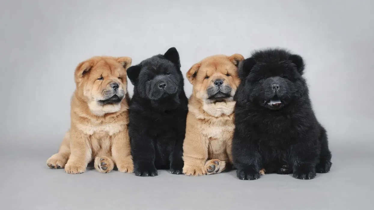 Here are some great teacup Chow Chow facts that you are sure to love!