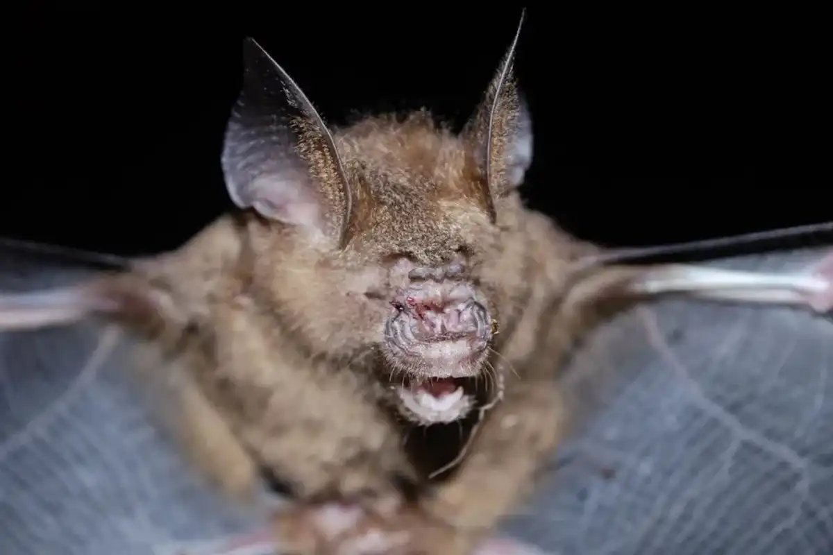 Here are some great tree bat facts which you will love!