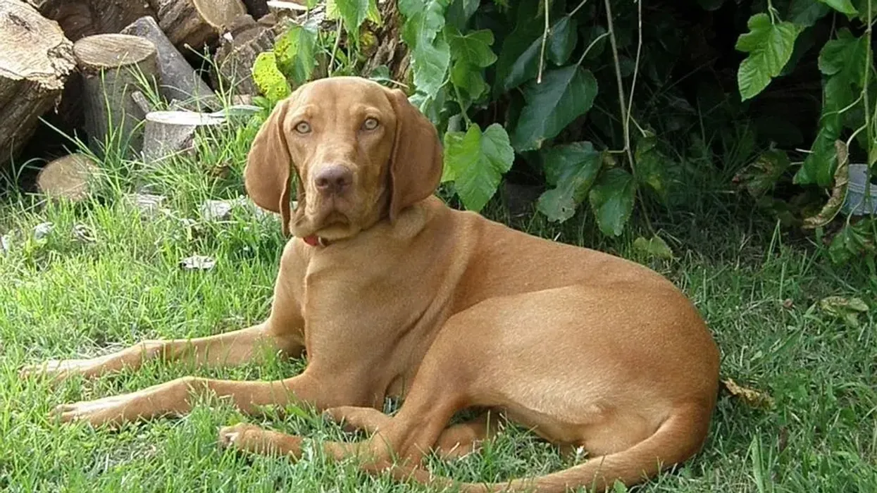 Here are some great Vizsla Lab mix facts which you will love!