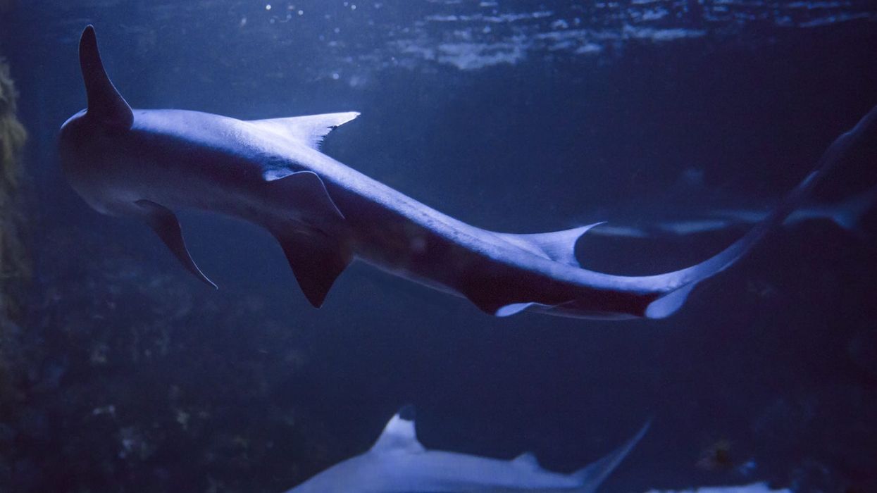 Here are some gummy shark facts that you must check out to change your perception of sharks!