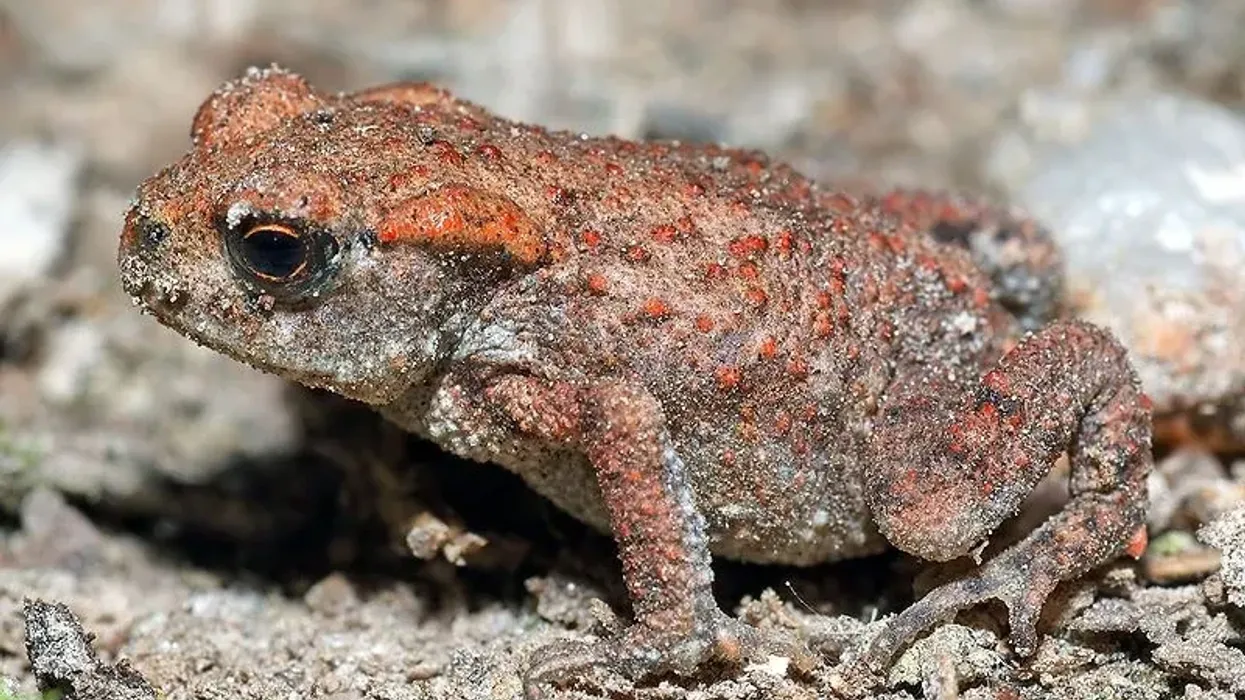 Here are some interesting Arizona toad facts.