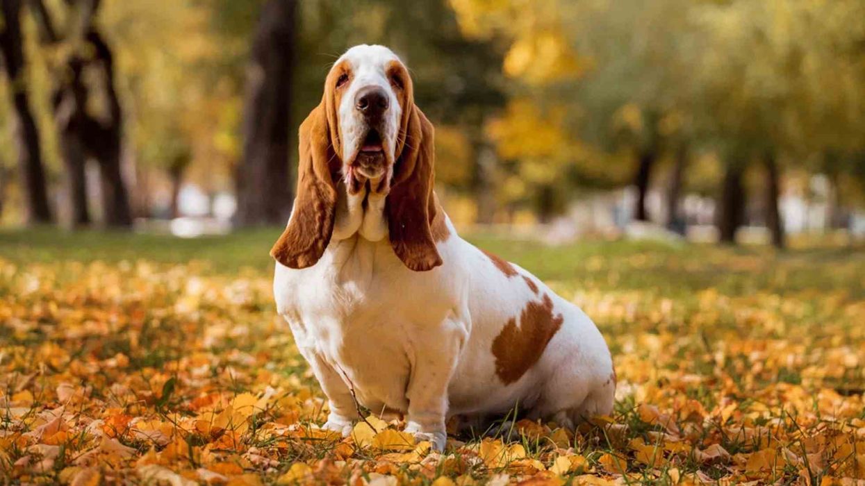 Here are some interesting Basset Hound facts.