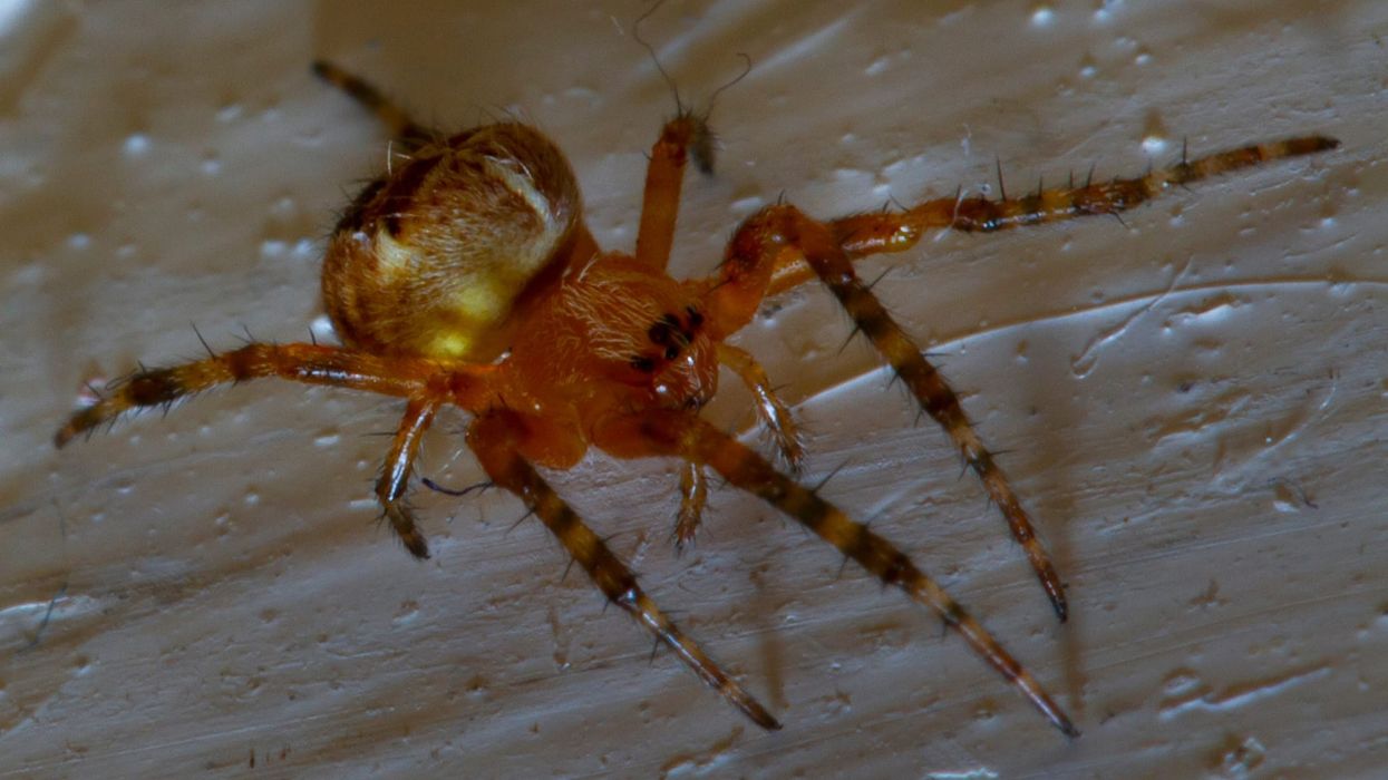 Here are some interesting comb clawed spider facts that are sure to surprise you.
