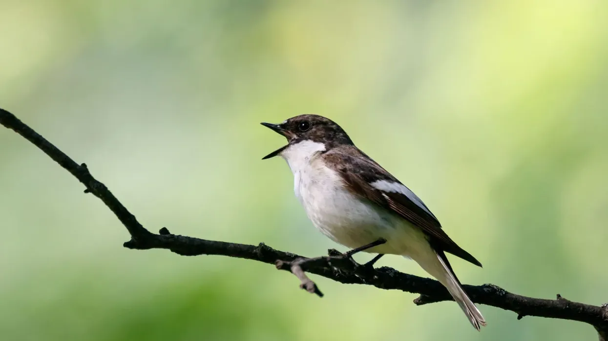 Here are some interesting European pied flycatcher facts that you can ponder over today!