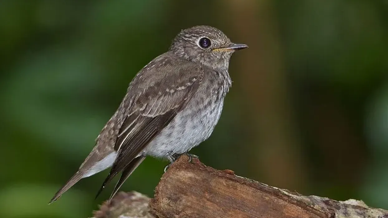 Here are some interesting facts about the Asian brown flycatcher!