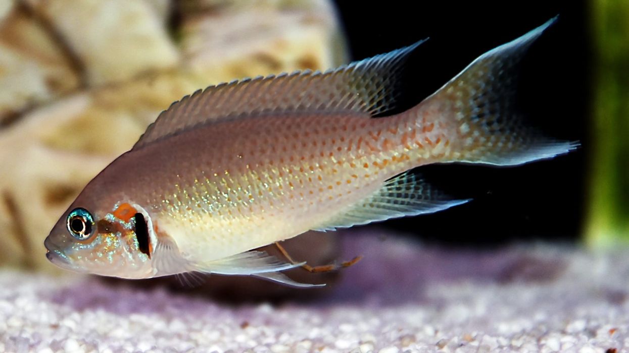 Here are some interesting Fairy Cichlid facts.