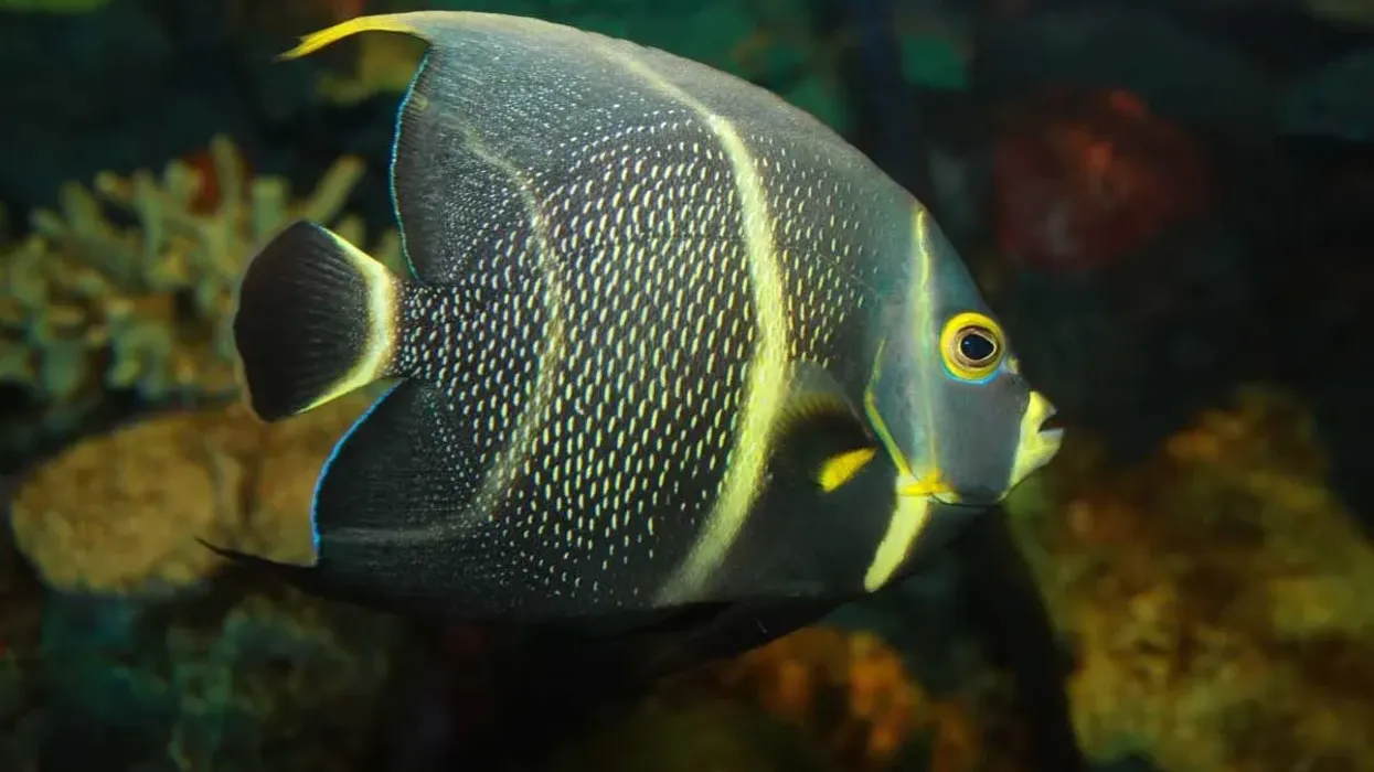 Here are some interesting French angelfish facts