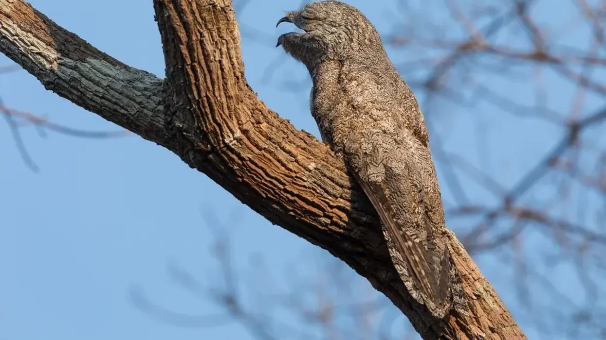Here are some interesting great potoo facts.