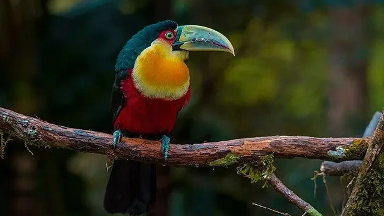 Here are some interesting green-billed toucan facts.