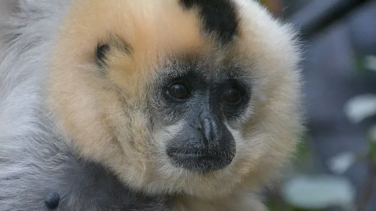 Here are some interesting Hainan gibbon facts.