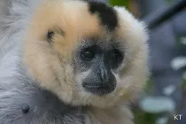 Here are some interesting Hainan gibbon facts.