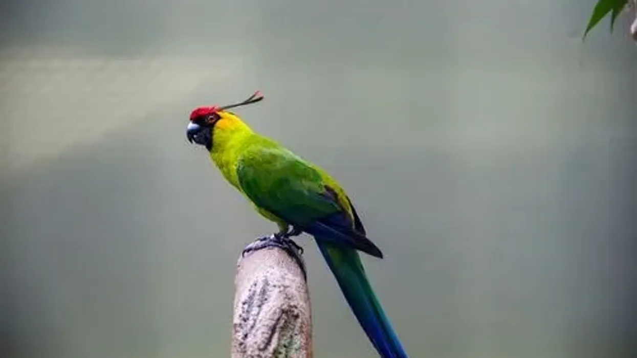 Here are some interesting horned parakeet facts that you will love.