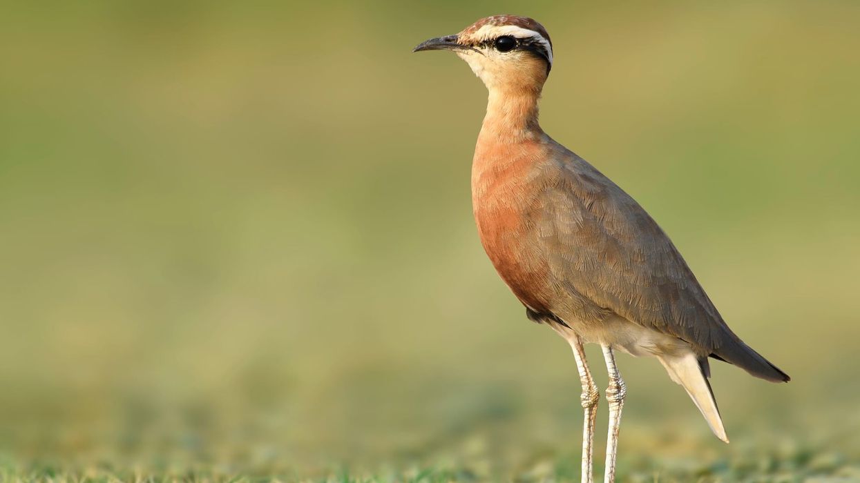 Here are some interesting Indian courser facts for you to discover.