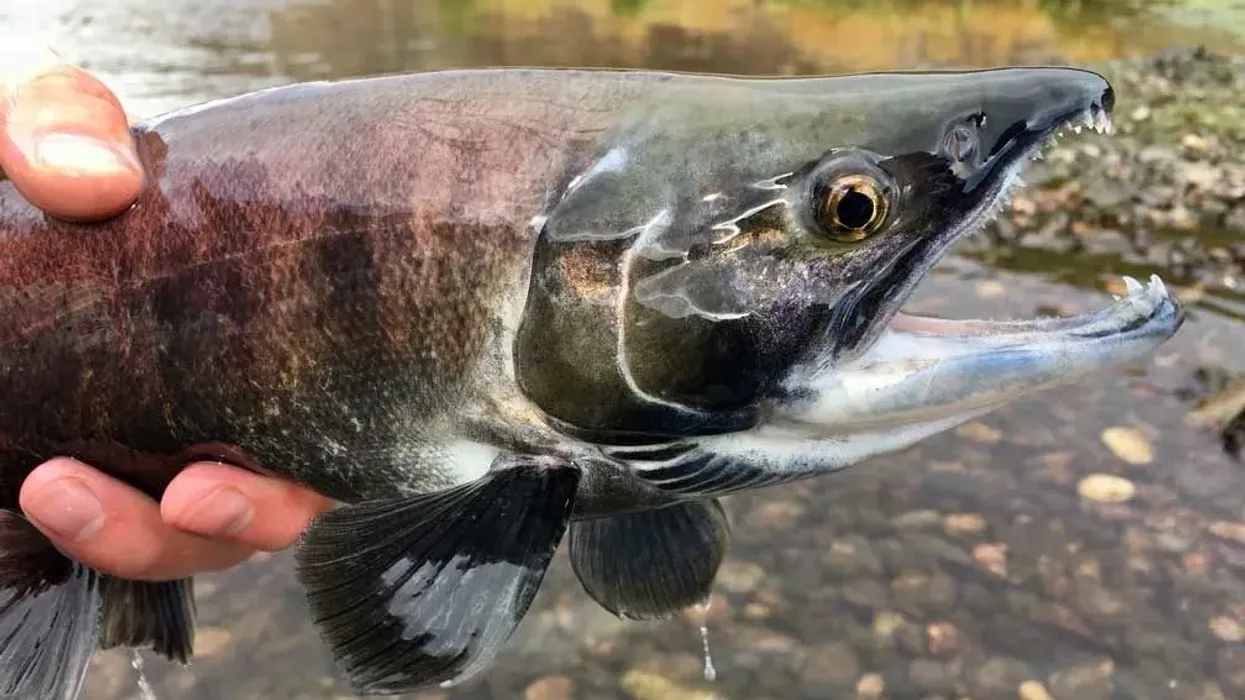 Here are some interesting kokanee salmon facts