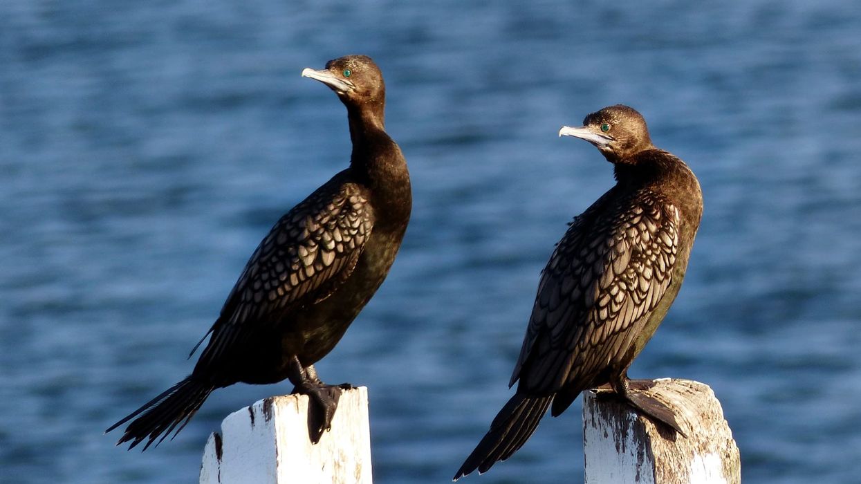 Here are some interesting little black cormorant facts that will tell you how long they are, their genus, and everything in between.
