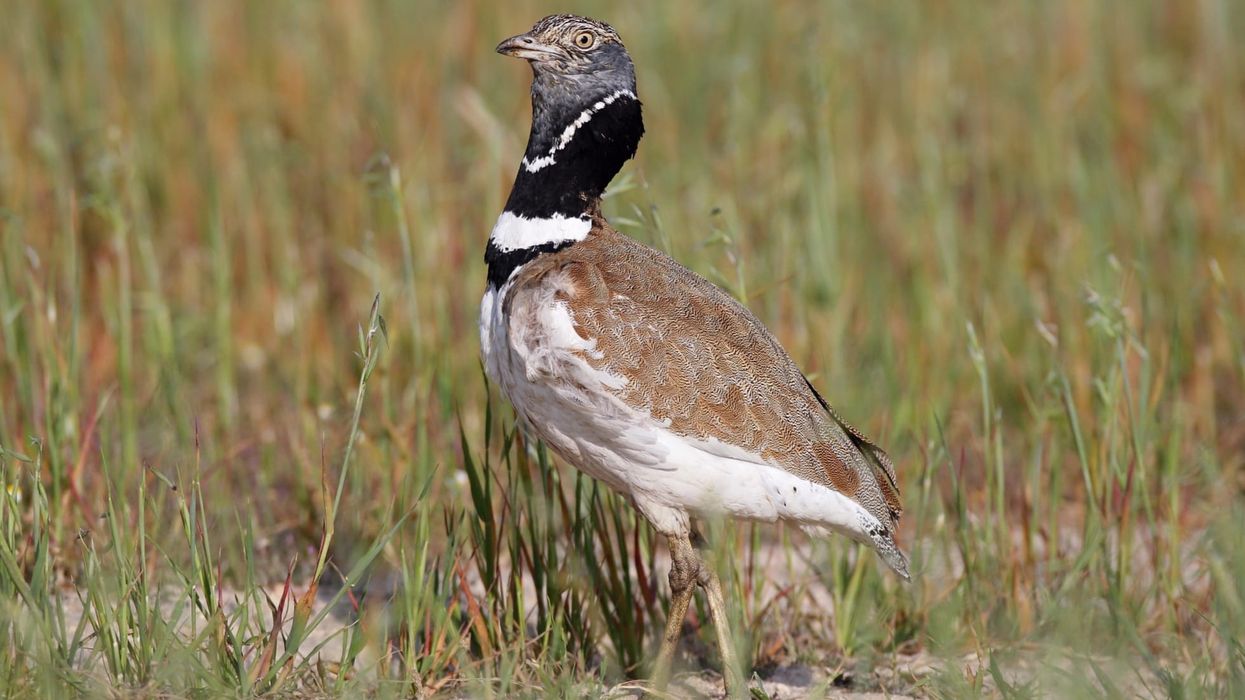 Here are some interesting little bustard facts that will tell you about both male and female birds.