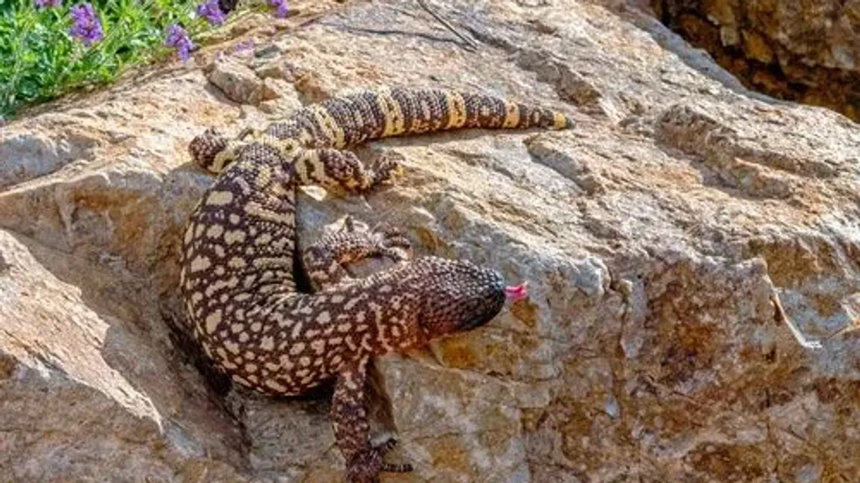 Here are some interesting Mexican beaded lizard facts that you will love.