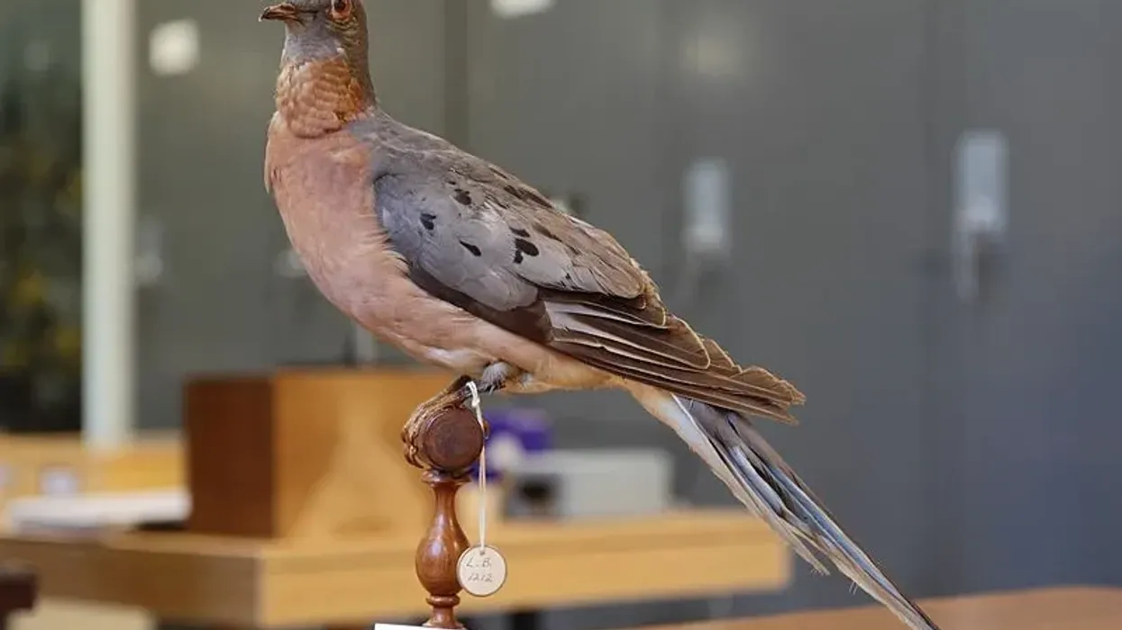 Here are some interesting passenger pigeon facts that you will love reading!