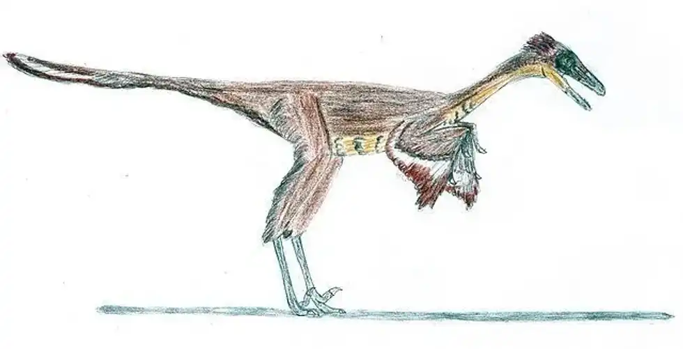 Here are some interesting Pectinodon facts for you to ponder over today!
