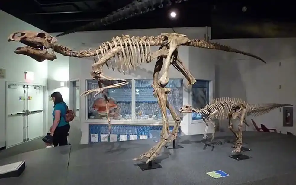 Here are some interesting Probactrosaurus facts that will give you a description of the habitat, diet, and everything else that you need to know!