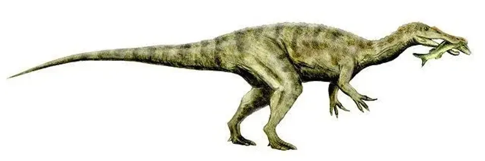 Here are some interesting Suchosaurus facts for you to fascinate yourself with today.