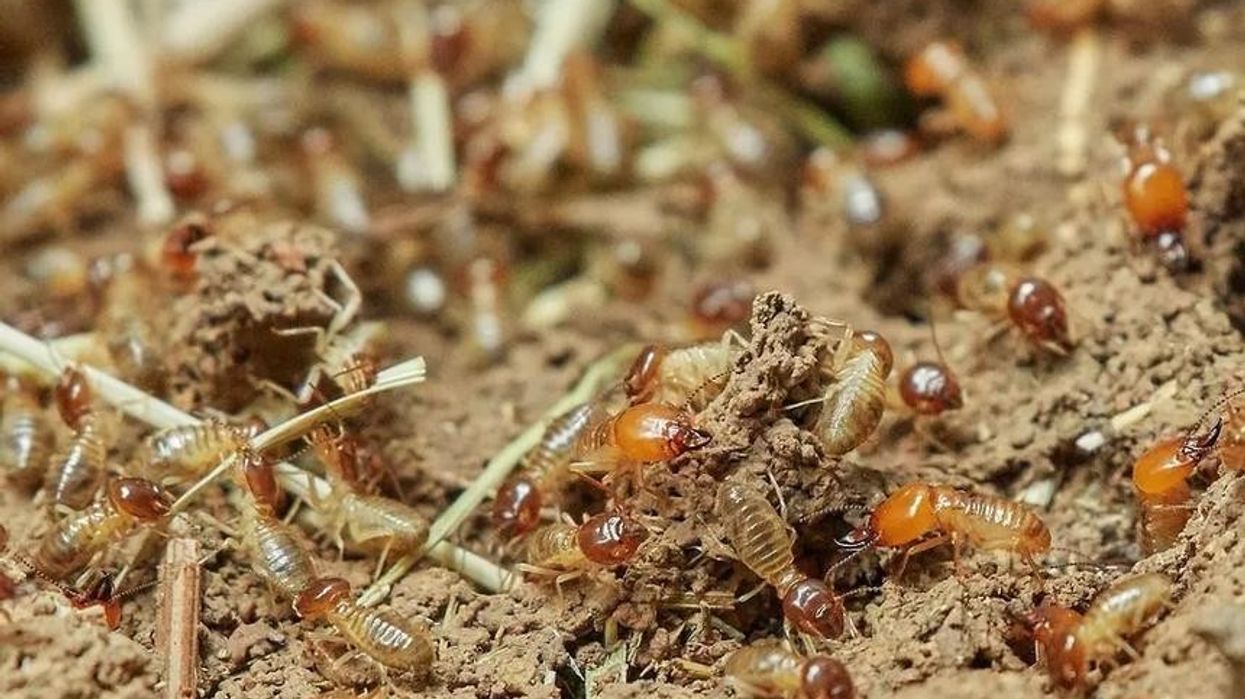 Here are some interesting termite facts and information that you should be aware of.