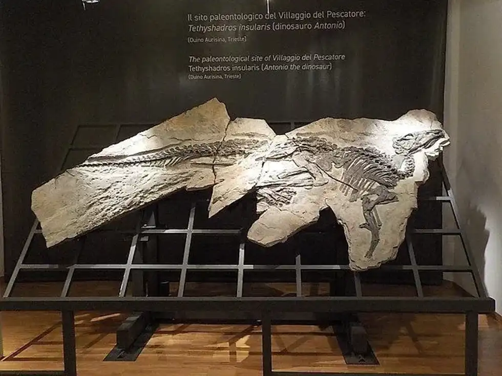 Here are some interesting Tethyshadros facts that will tell you all about the holotype specimen, site of discovery, and appearance!
