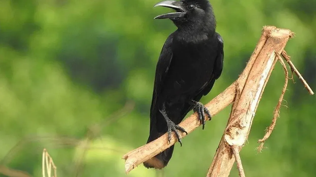 Here are some large-billed crow facts which you are sure to love!