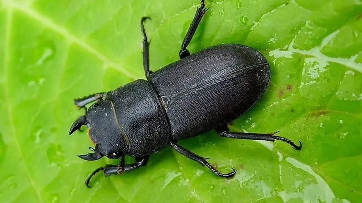 Here are some lesser stag beetle facts you will love.