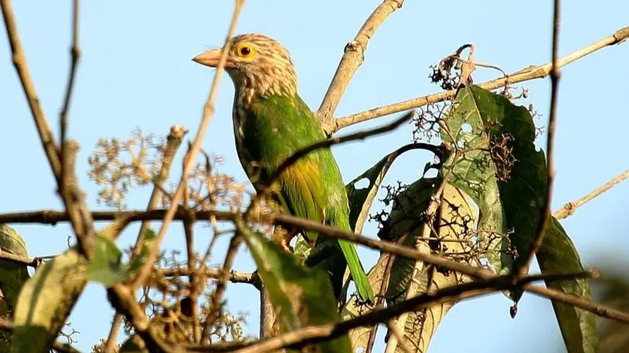 Here are some lineated barbet facts that will tell you everything that you need to know from their diet, to their Least Concern status on the IUCN Red List.