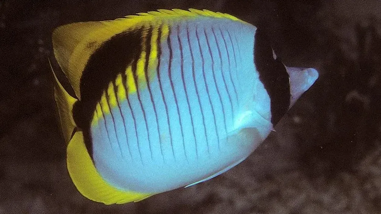 Here are some lined butterflyfish facts that cover everything from its diet to its butterfly-like appearance.